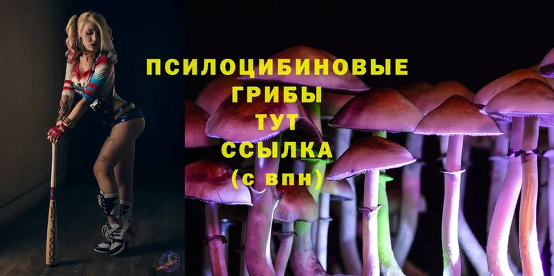 где купить   Орлов  Галлюциногенные грибы Psilocybe 